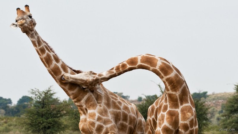 Qui attaque les girafes ? Analyse sans fard des vrais prédateurs du plus grand animal terrestre