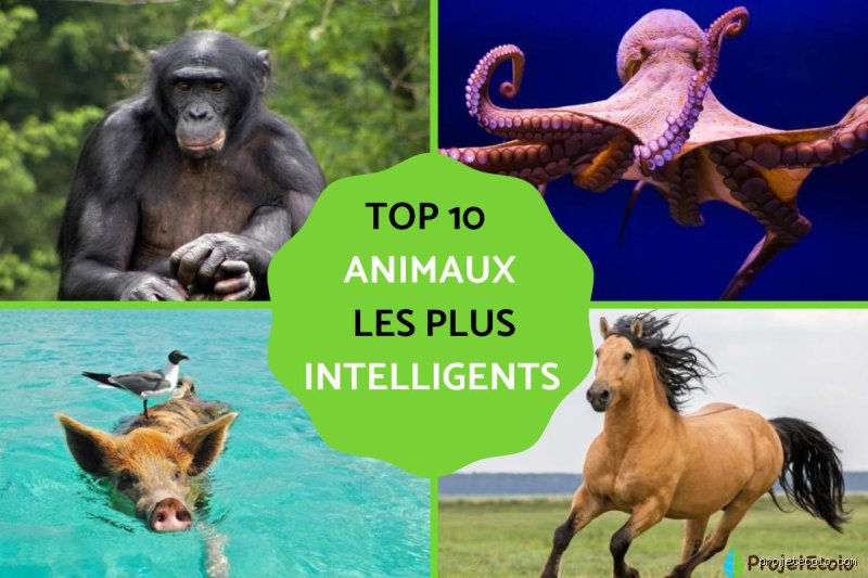 Qui est l'animal le plus intelligent sur Terre ?