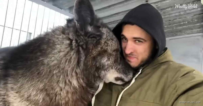 Qui est le plus grand loup du monde ?