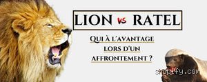 Qui est plus fort que le lion ?