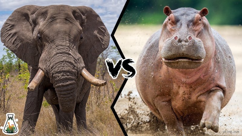 Qui gagne entre un éléphant et un hippopotame ?