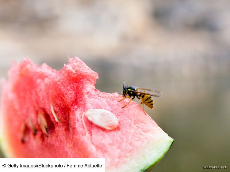 Qui mange les guêpes : les prédateurs naturels révélés