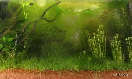 Combien de temps faut-il pour qu'une prolifération d'algues disparaisse ? Comprendre les cycles de vie des eaux vertes
