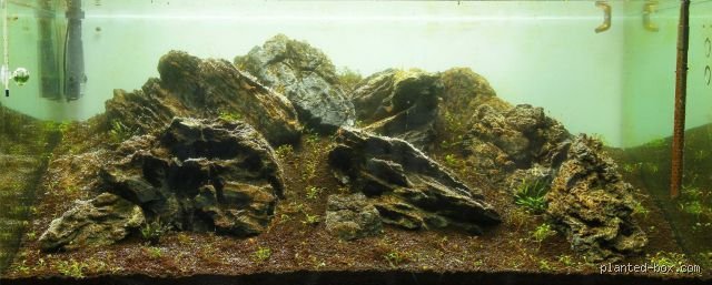 Combien de temps faut-il pour que les algues brunes cessent d'apparaître dans un nouvel aquarium et comment gérer cette phase ingrate ?