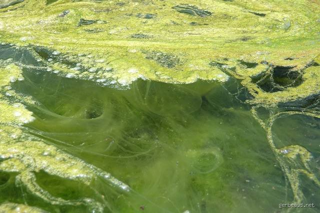 Comment éliminer naturellement les algues vertes dans l'eau sans transformer votre bassin en laboratoire de chimie ?