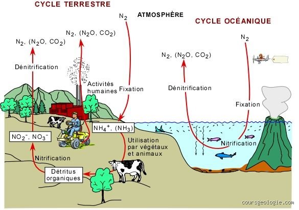 Comment faire le cycle de l'azote dans un aquarium ?