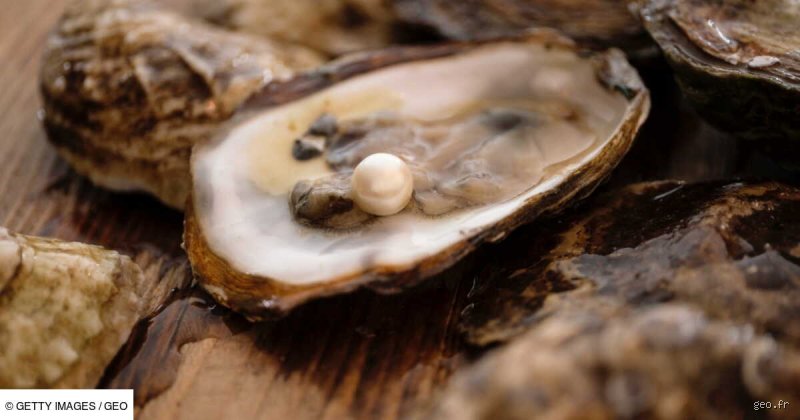 Generic Hachoir D'huîtres – Outil D'ouverture Durable Pour Huîtres – Shucker Portable | Pince à Huîtres Légère Et Facile à Utiliser Pour Les Fêtes, Le Camping, Les Pique-niques