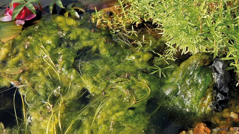 Qu'est-ce qui tue les algues dans les étangs mais pas les poissons ? Le guide complet pour retrouver une eau cristalline