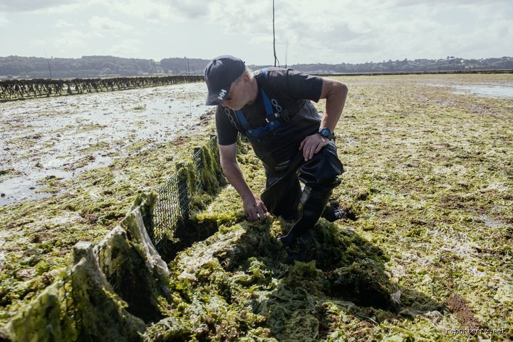 Qu’est-ce qui tue les algues ? Le guide sans détour pour comprendre l'effondrement de la vie aquatique