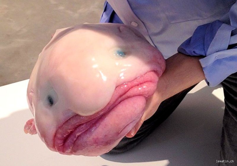 Quel est le poisson le plus dégueulasse ? Entre mythes gustatifs, spécimens gluants et réalités scientifiques surprenantes