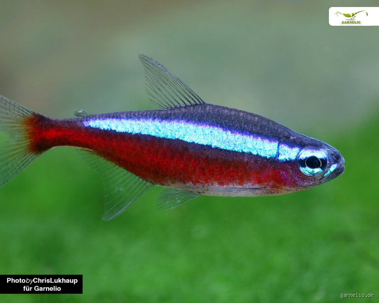 Quel est le poisson le plus facile à s'occuper pour un débutant sans transformer son salon en laboratoire de chimie ?