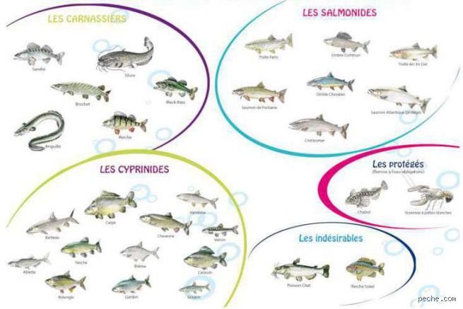 Quel poisson en première catégorie ? Le guide complet pour identifier les espèces reines de nos rivières rapides