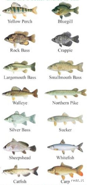 Quel poisson est conseillé pour commencer ?