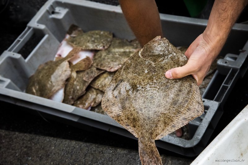 Quel poisson s'arrête très souvent ? Voici la vérité sur le repos mystérieux des espèces marines