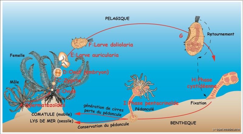 Quelle est la durée de vie d'une étoile de mer — free download