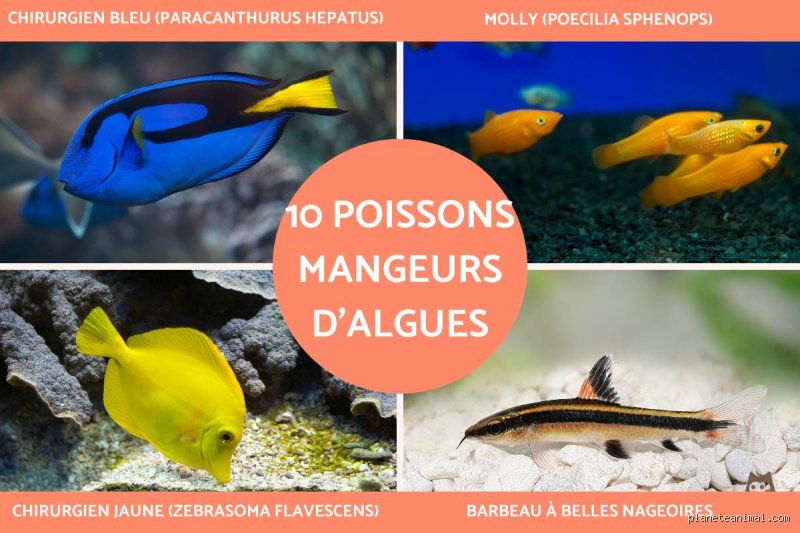 Quels sont les prédateurs des algues ? Immersion dans le chaos invisible des brouteurs aquatiques