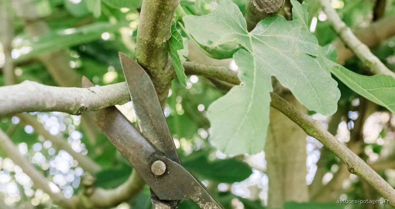 Quand faut-il couper les branches d'un figuier ?