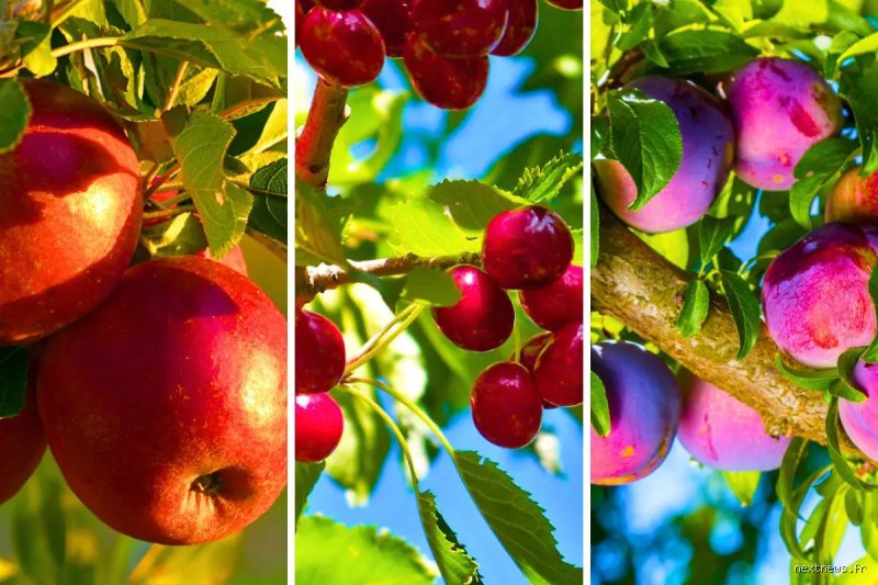 Quel arbre fruitier sans traitement ?