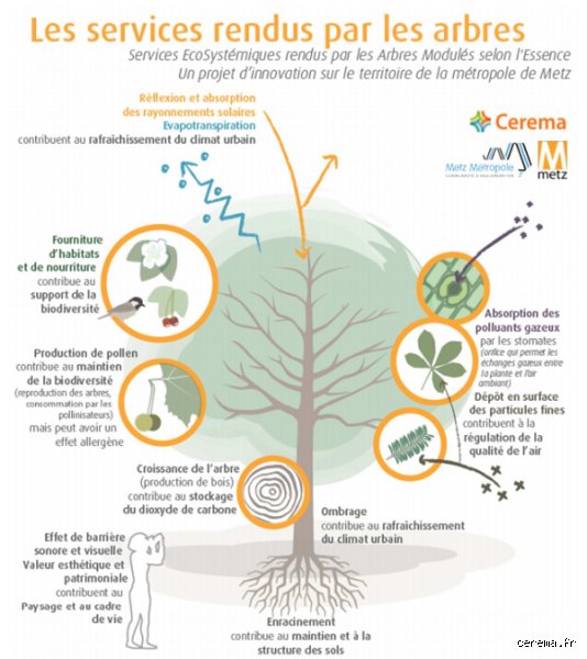 Quel arbre planter pour lutter contre le réchauffement climatique ?