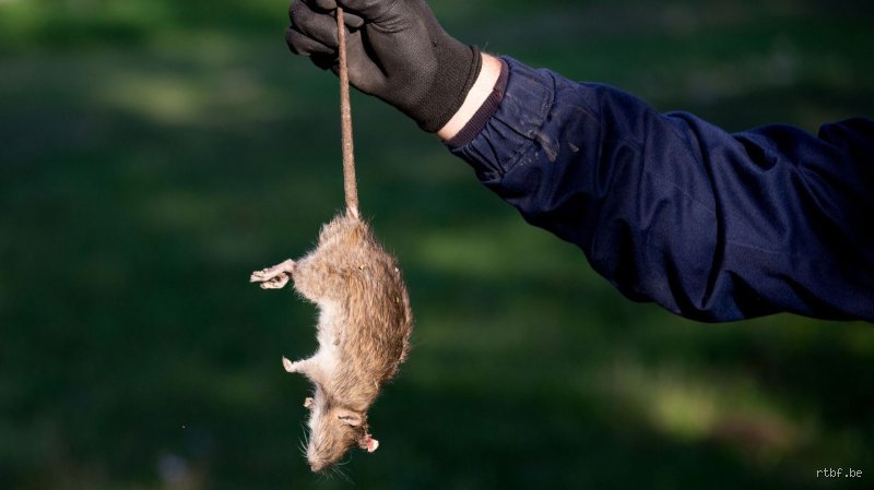Quel calibre pour tirer les rats ?
