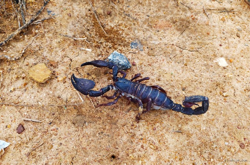 Quand un Scorpion s'énerve ?