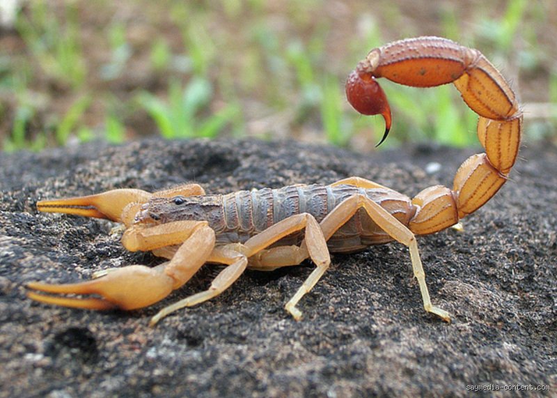 Quelle est la plus grande peur des Scorpions ?