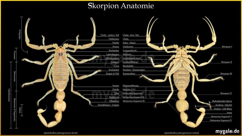 Wie reagiert ein Skorpion auf Ablehnung?