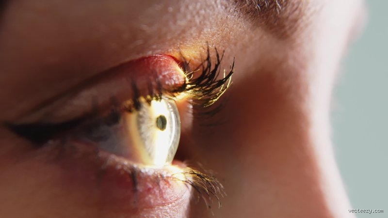Warum reflektieren Augen? Die biologische Architektur der Nachtsicht