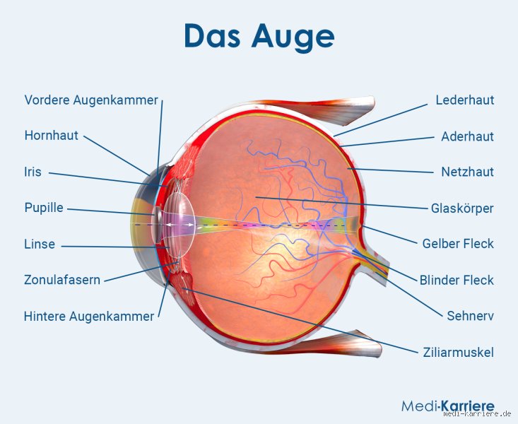Was ist das Wichtigste am Auge? Die biologische Architektur des Sehens
