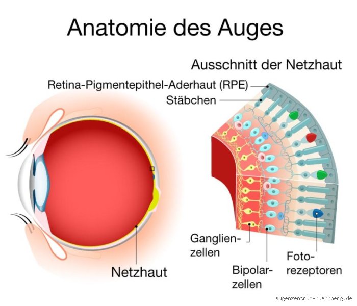 Was macht die Netzhaut kaputt?