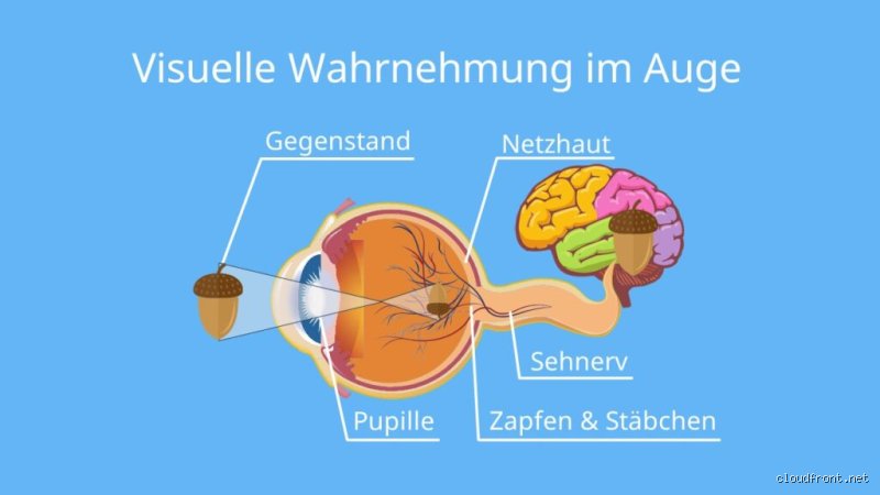 Wie viel nehmen wir über die Augen wahr?