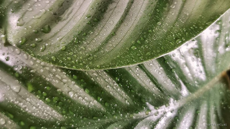 Comment déchlorer l'eau rapidement ? Les méthodes expertes pour éliminer le chlore en quelques minutes seulement