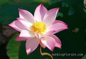 Quel est la fleur la plus belle au monde ?