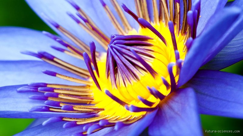 Quel est le nom de la fleur de la beauté ? Entre mythes ancestraux et réalités botaniques