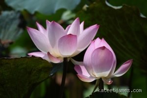 Quel est le symbolisme de la beauté ? Entre vertue morale, harmonie cosmique et mirages de la perfection physique