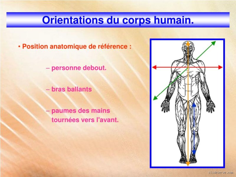 Quelle est la partie du corps la plus petite ?