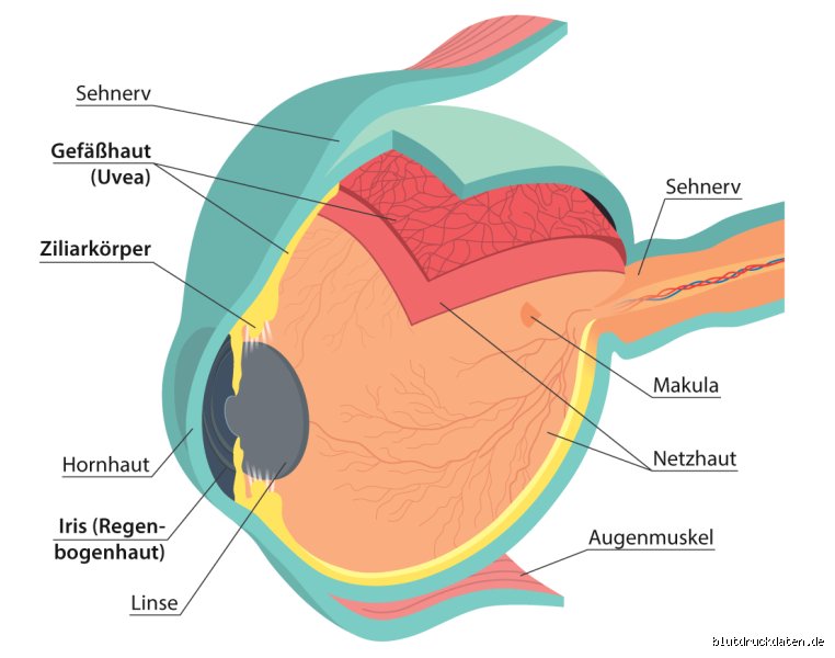 Hat der Blutdruck Auswirkungen auf die Augen?
