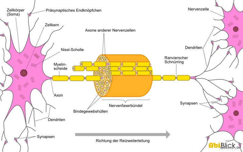 Ist ein Axon ein Nerv?