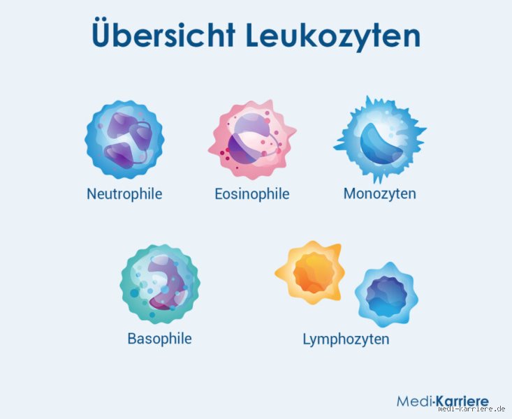 Sind bei einer Krebserkrankung die Leukozyten erhöht?