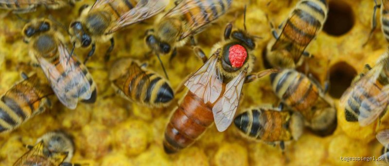 Bienenköniginnen-Mord: Wann die Arbeiterinnen zum Todesurteil greifen!