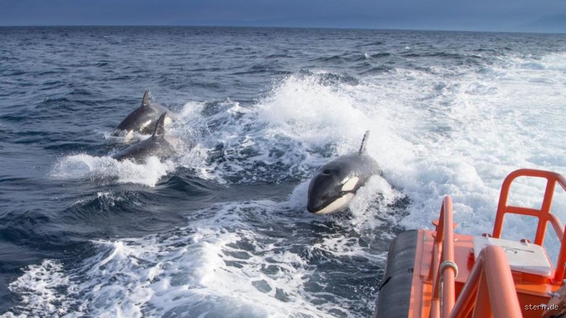 Warum greifen Orcas Boote an?