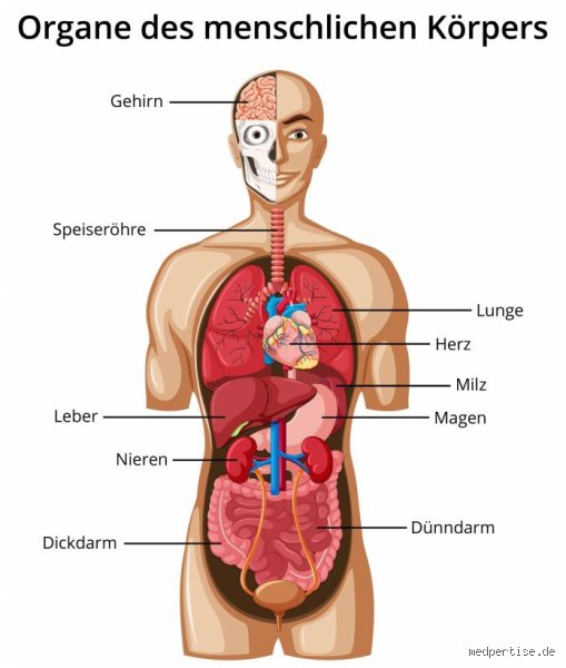 Linke Seite, starke Seite! Welche Organe rocken da eigentlich?