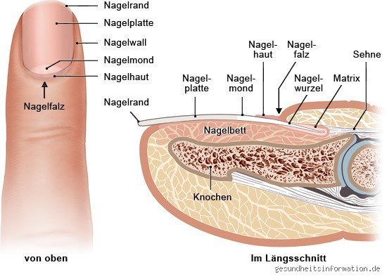 Was ist unter Nagel? Ein tiefer Blick unter die menschliche Nagelplatte und ihre faszinierende Anatomie