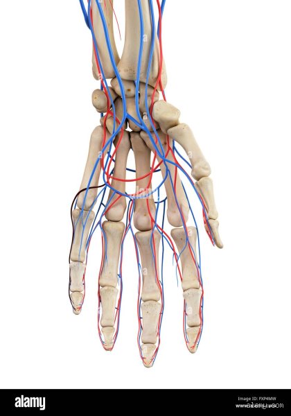 Welche Fingervene ist mit dem Herzen verbunden?