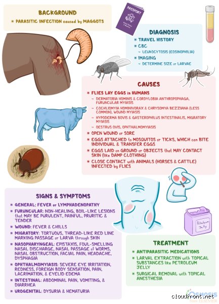 Wie bekommt man Myiasis?