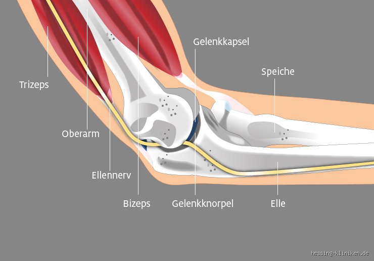 Wie heißt das Ellenbogengelenk eigentlich fachsprachlich und warum ist diese komplexe Mechanik so oft unterschätzt?