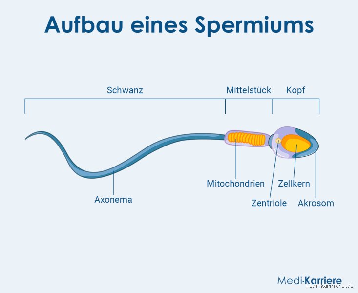 Wie lange brauchen Spermien bis zum Muttermund?