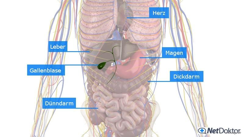 Wo tut es weh, wenn die Galle schmerzt? Ein Gespräch über den typischen Schmerzort