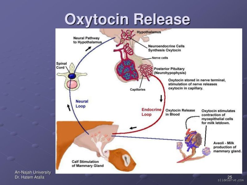 Wann wird Oxytocin ausgeschüttet?
