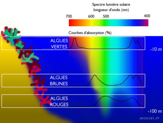 À quelle température les algues cessent-elles de croître ? Le seuil critique qui fait basculer la survie en agonie thermique